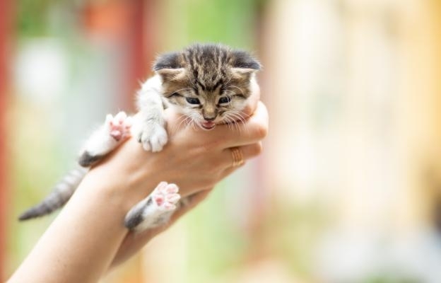 Изродско! Мъж удуши котка във Видинско