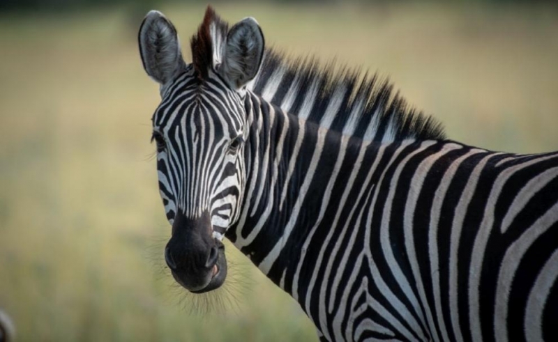 Израел нанесе днес серия от масирани въздушни удари по Дамаск