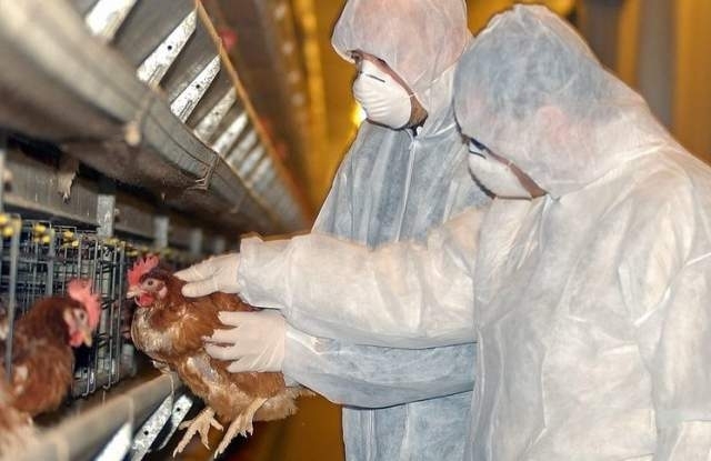 Франция повиши нивото на предупреждение за птичи грип след като