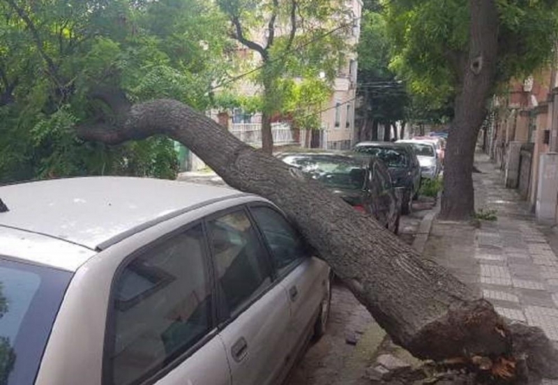 Дърво затисна кола в центъра на Пловдив съобщи Дарик Дървото