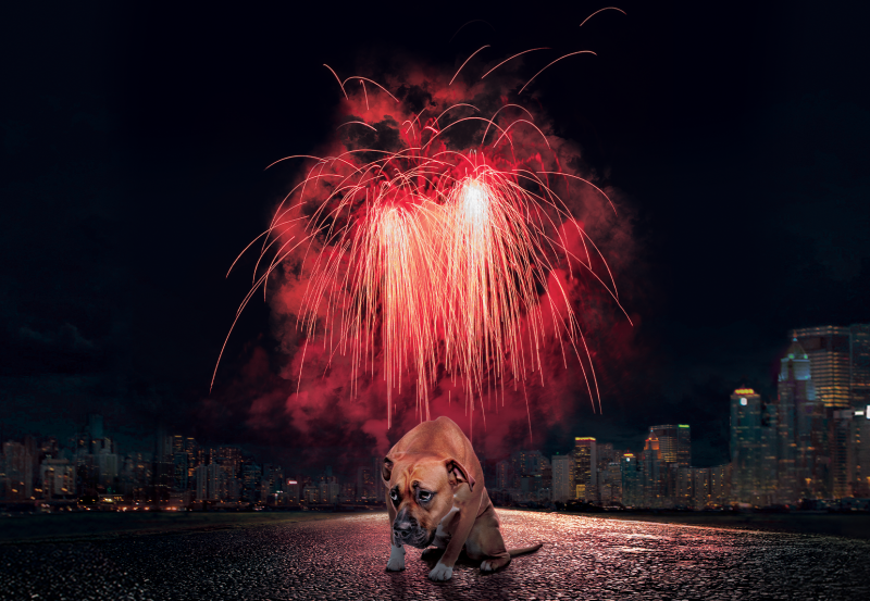 Зарята и пиратките представляват сериозна опасност за всички животни За