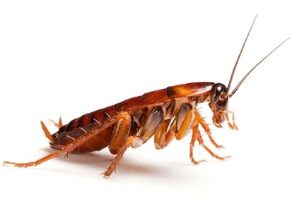 Най често срещаният вид домашни хлебарки еволюира много по бързо отколкото са