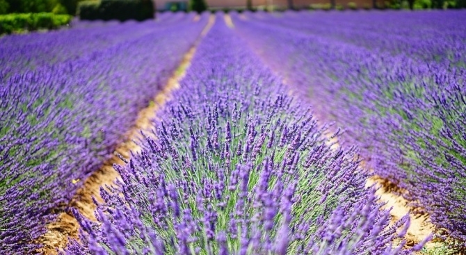 България държи първо място в света по добив на лавандулово