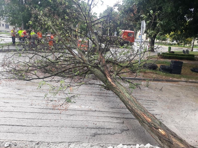 Дърво е паднало в близост до училище в центъра на