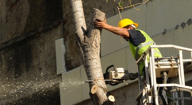 Започна разчистването на опасни дървета в Градския парк на Ямбол
