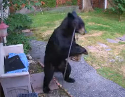 Мъж от Ню Джърси обеща да купи голяма пържола на