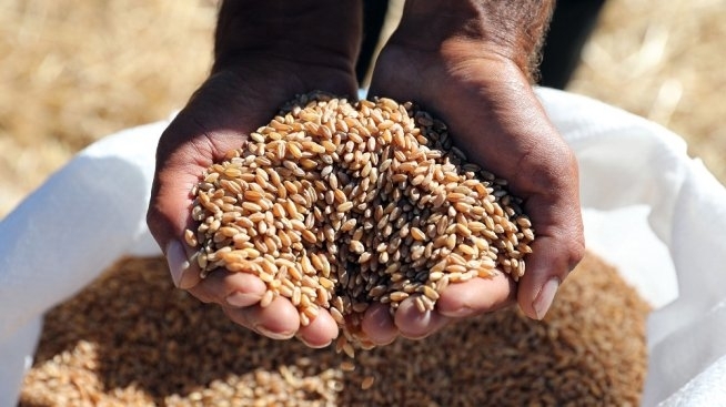 За едногодишен период цената на пшеницата на едро поевтинява Тенденцията