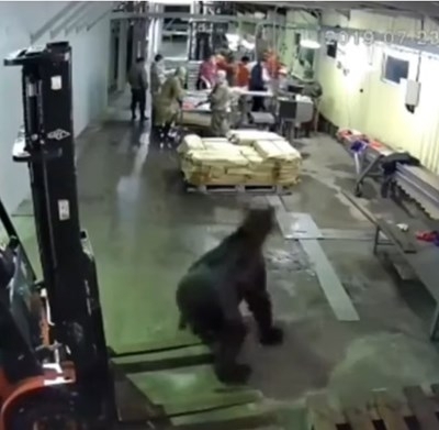 Мечка влезе в рибно преработвателен завод в руския град Оха Сахалинска