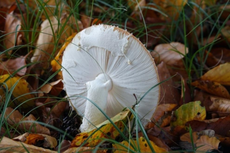 Второто момче от афганистанското семейство отровило се с гъби в Полша почина днес На