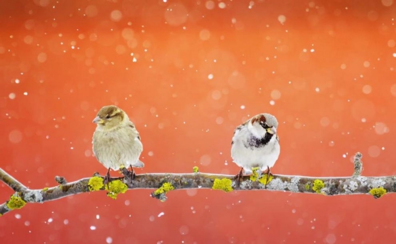 Минималните температури в страната в петък ще бъдат между минус