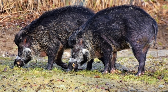 До 31 януари 2020 г се удължава срокът за групово