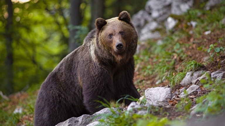 Кафява мечка броди в Балкана над Чипровци. Звярът е засечен