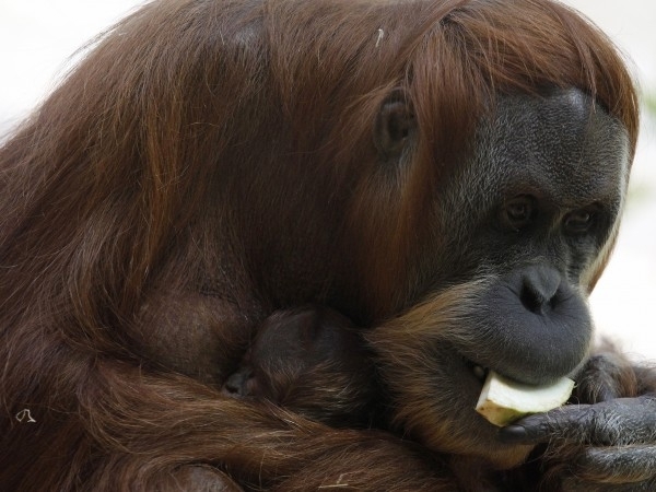 Най възрастният орангутан в света женска която има 11 малки