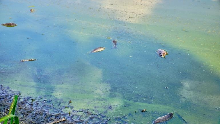 Стотици килограми мъртва риба на брега на Варненското езеро след