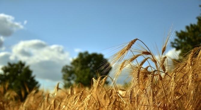 12 декара пшеница са изгорели при пожар в село Бозаджии