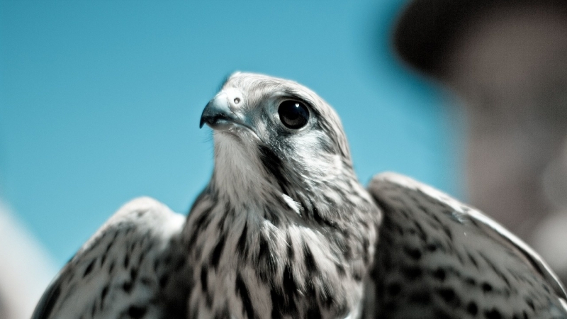 Ранен ястреб е бил спасен от природозащитници във Врачанско научи