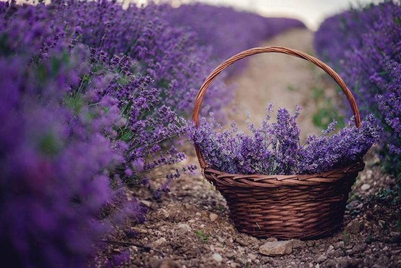 Едно от най прекрасните растения е Лавандулата Освен приятния и свеж