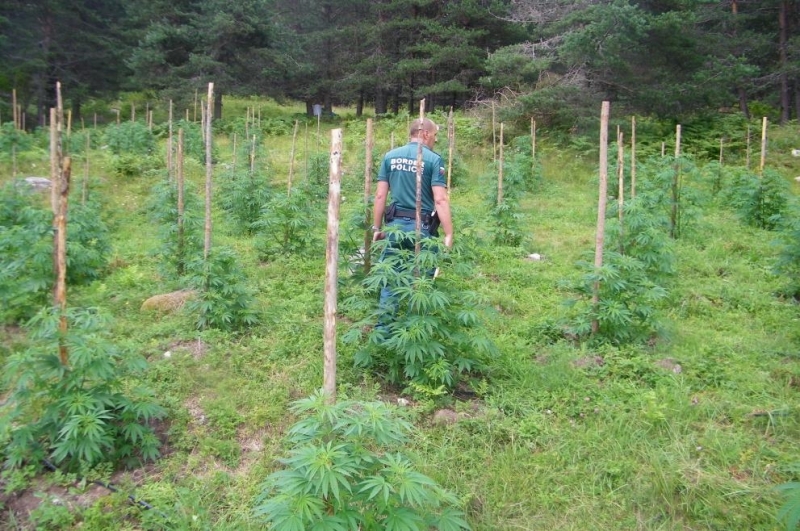 Гранични полицаи откриха над тон и половина канабис в планините