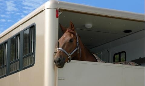 Камион в който са натоварени пет коня е бил задържан