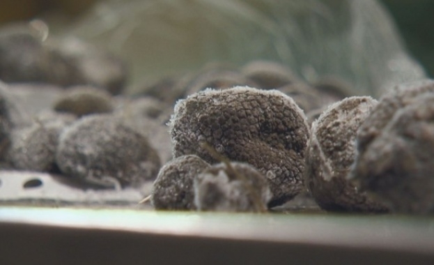 Война за трюфели в сезона за бране на ценната гъба