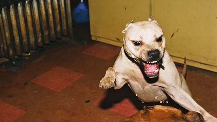 Психично болен нахлу с питбула си в Центъра за психично