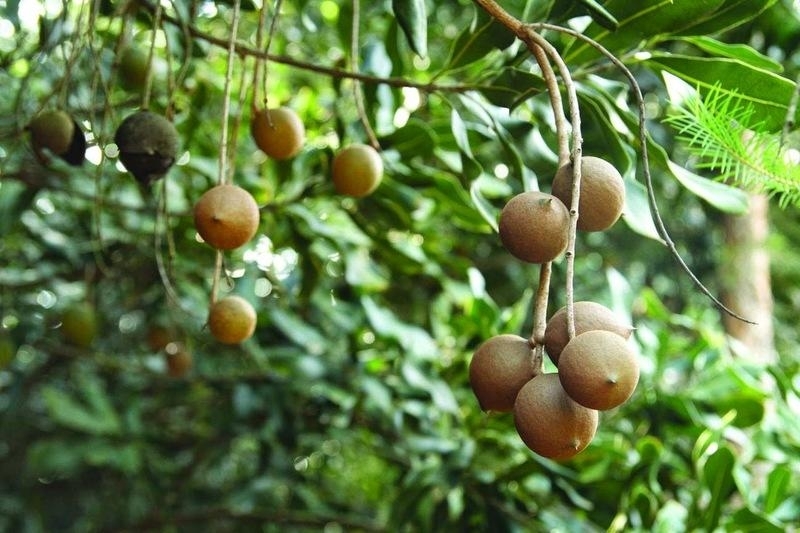 Макадамията се счита за една от най вкусните и полезни ядки