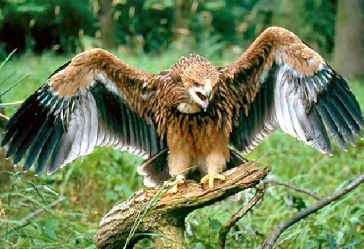 От утре Българската агенция по безопасност на храните започва втората