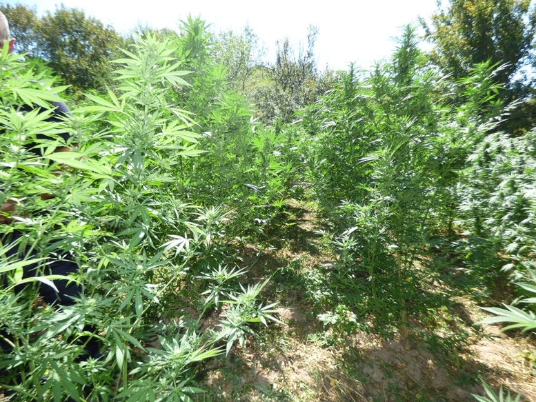 Полицията е разбила плантация с марихуана в двора на частен