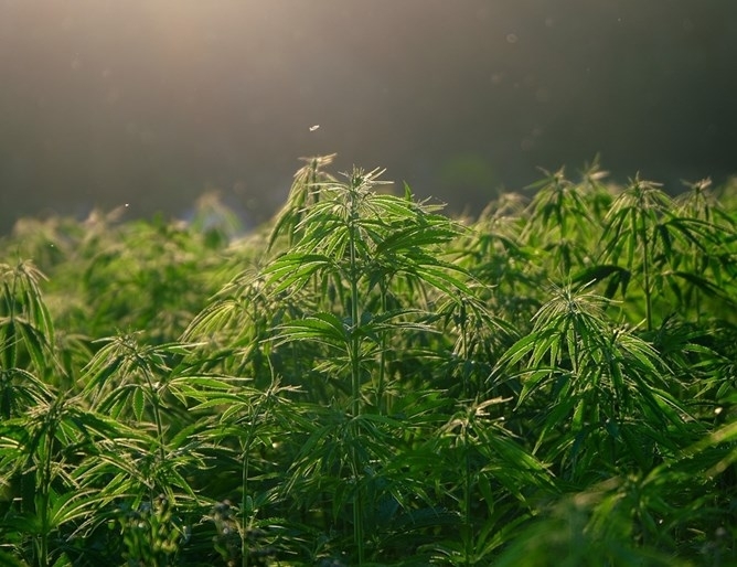 Разбита е наркооранжерия в дома на 38 годишен мъж съобщават