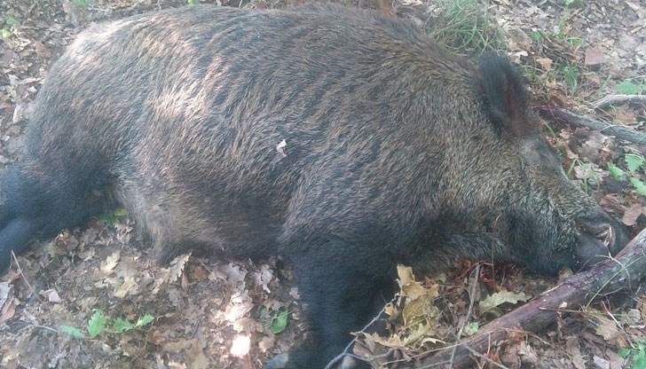Труповете на петнайсетина диви свине са открити от ловци в