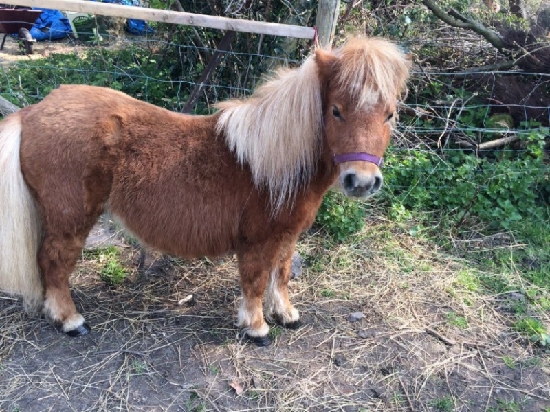 Дете е пострадало сериозно в парк над Благоевград след като
