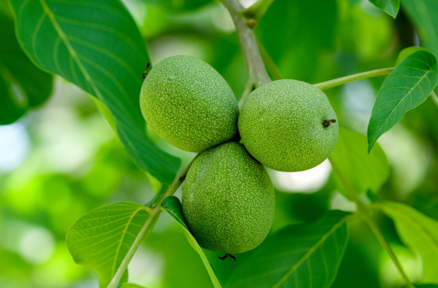 Орехът е бил използван от хората за лечение от древни