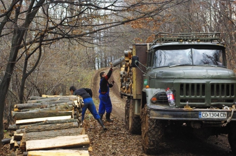 Полицаи и служители на горското пипнаха бракониери при незаконна сеч