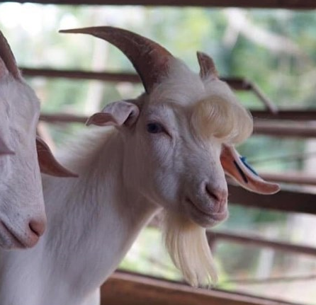 Красивият козел Рамос стана хит в социалните мрежи в Малайзия,