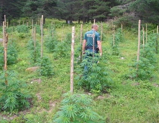 Полицията в Козлодуй е разкрила плантация с канабис съобщиха от