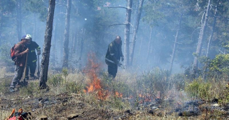 Поредният голям пожар в Северозапада унищожи още една гора. съобщават