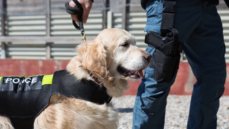 Италианската гранична полиция обяви че е заловила над 435 кг