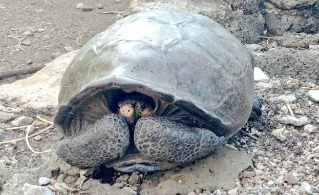 Откриха гигантска костенурка смятана за изчезнал вид преди повече от