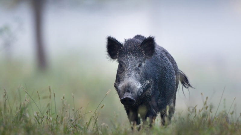 Българската агенция по безопасност на храните БАБХ констатира нови случаи