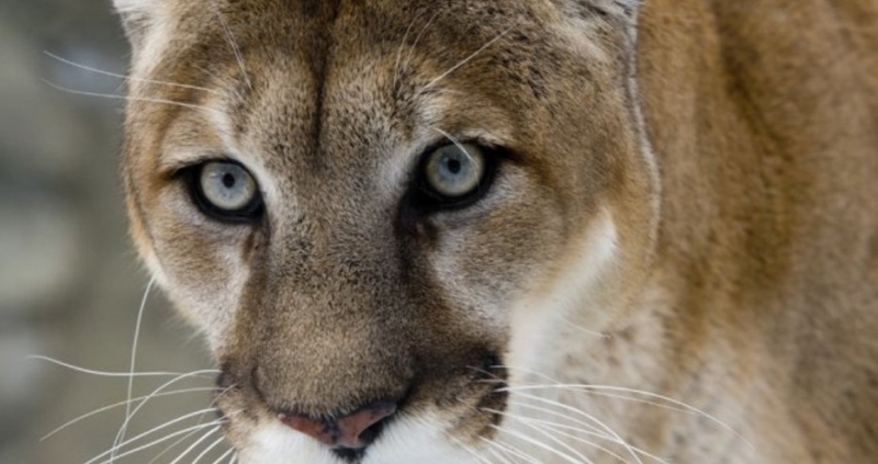Преди няколко дни пореден величествен представител на фауната беше официално