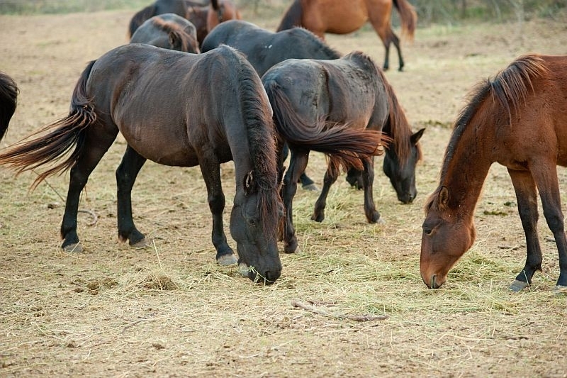 Полицията е заловила двама апаши за кражба на коне във