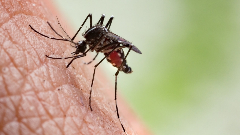 От началото на седмицата вирусът Западнонилска треска е регистриран в