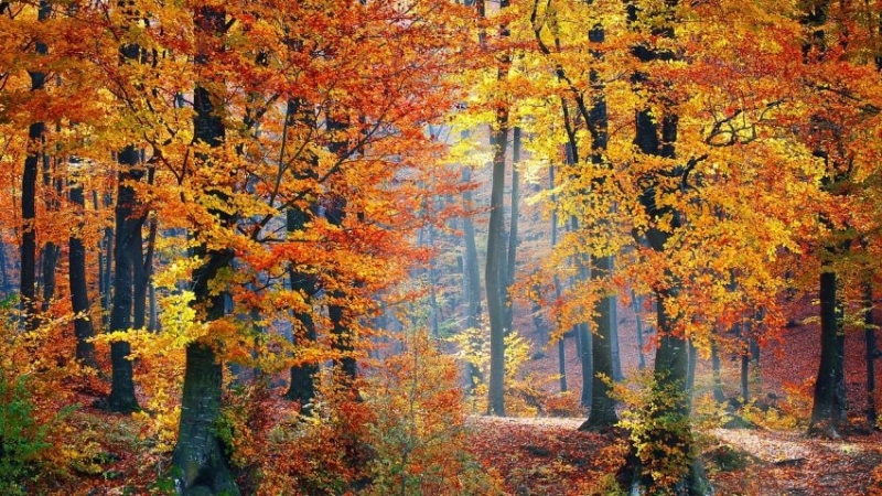 Времето днес: Облачно и дъждовно, с температури до 15°