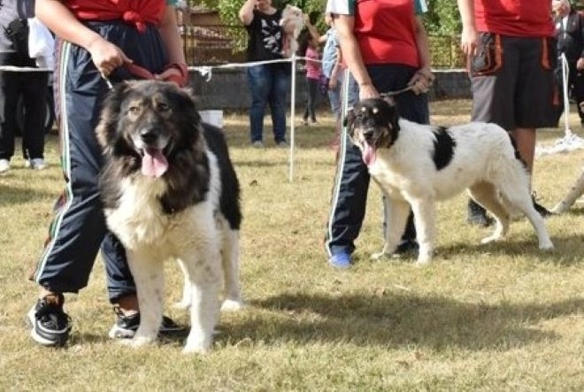 Национална изложба на кучета провеждат в Берковица научи агенция BulNews Жителите