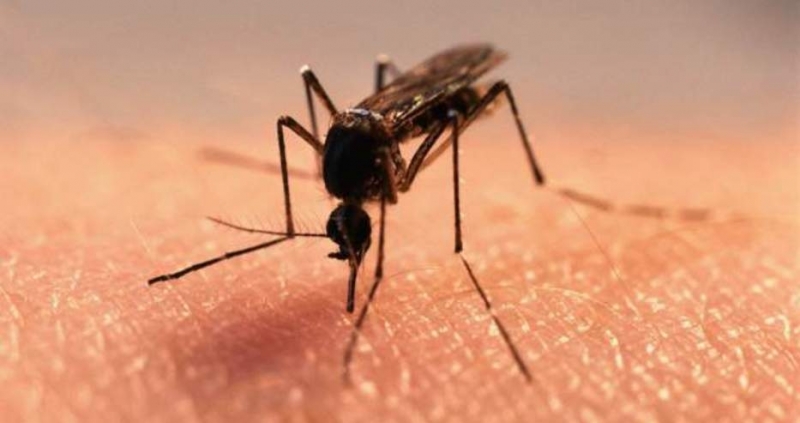 34 души са починали от западнонилска треска в Гърция съобщи