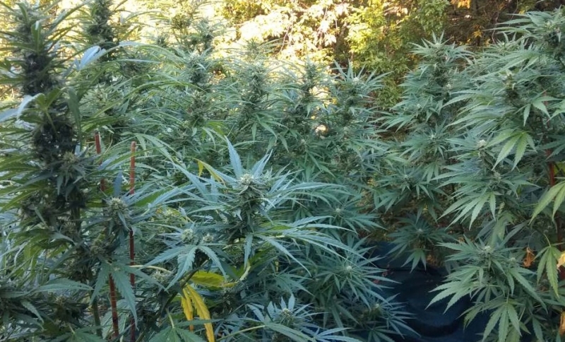 Никога няма да стане като Мексико смята полицейски източник за