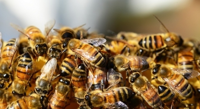 Aко пчелите на Земята измрат то след четири години тяхната