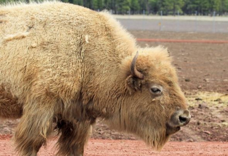 Едно от най редките животни в света бял бизон