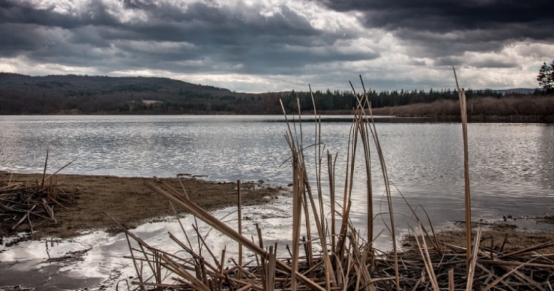 Неизвестни засега извършители убиха и изхвърлиха кучета в язовир Дренов дол край