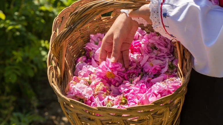 Производители на розов цвят настояват за по-висока изкупна цена на